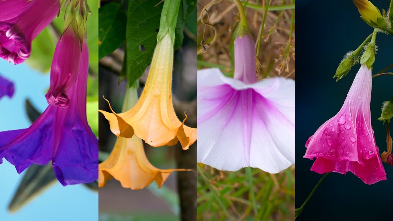 plantas con flores en forma de trompeta