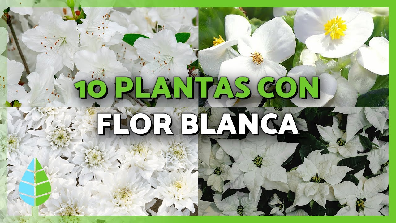 plantas de interior con flores blancas
