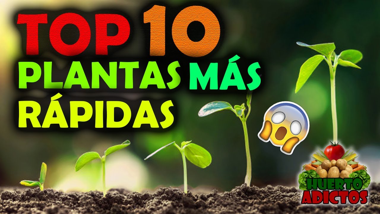plantas que crecen rápido en una semana