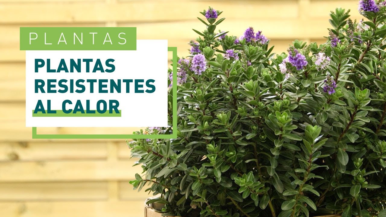 plantas resistentes al frío y al calor