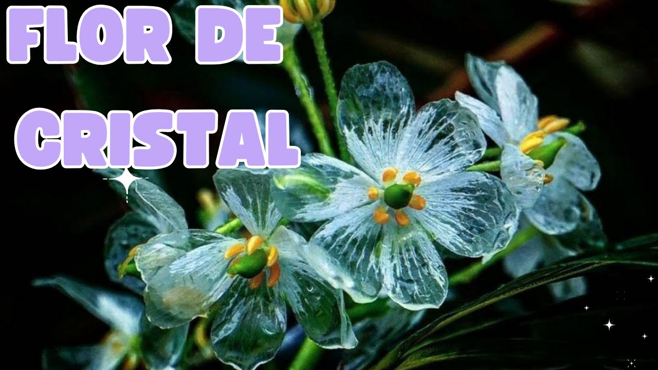 por qué la flor de cristal se llama así