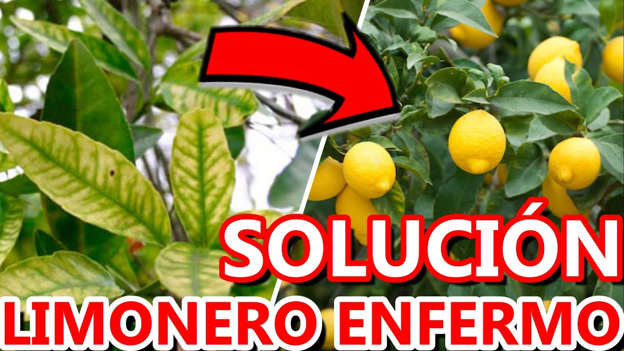 porque se le caen las hojas al limonero