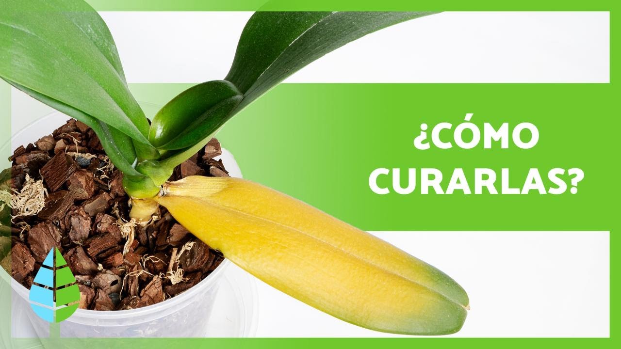 porque se ponen amarillas las hojas de las orquídeas