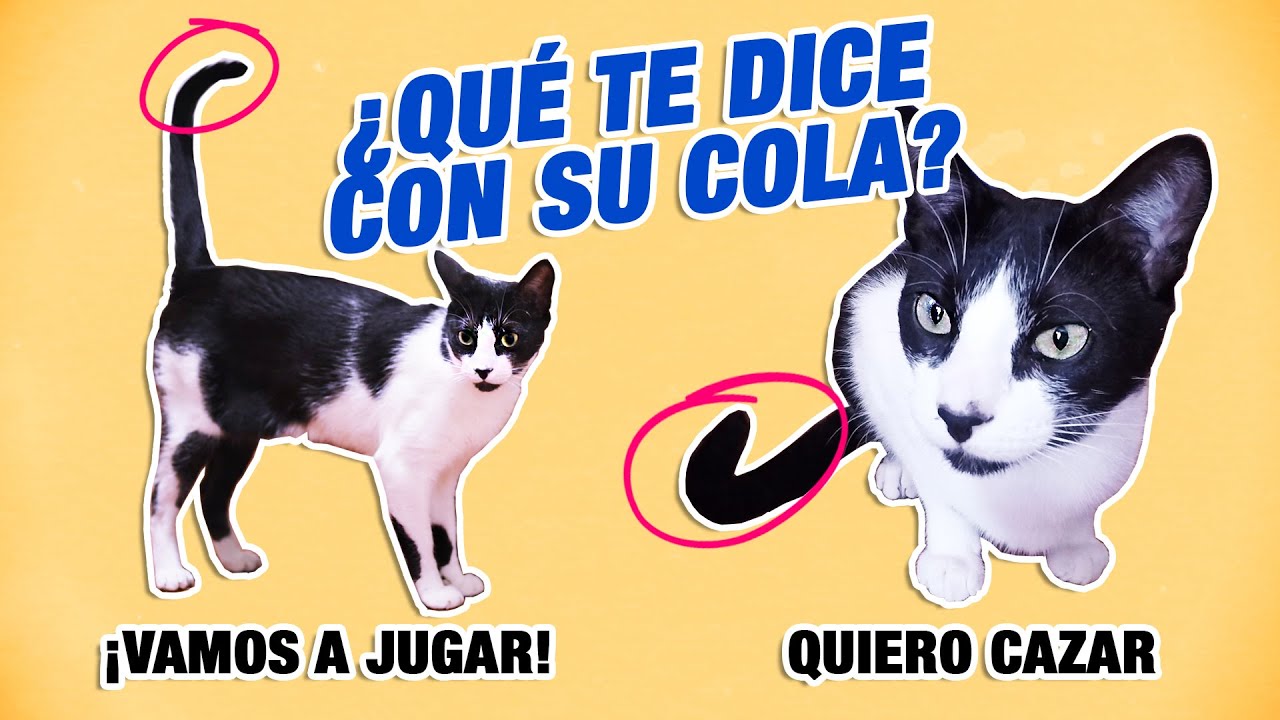 posturas de la cola del gato