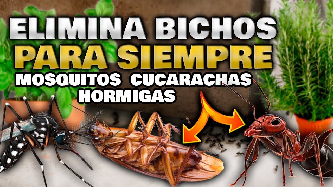 productos para eliminar insectos en casa