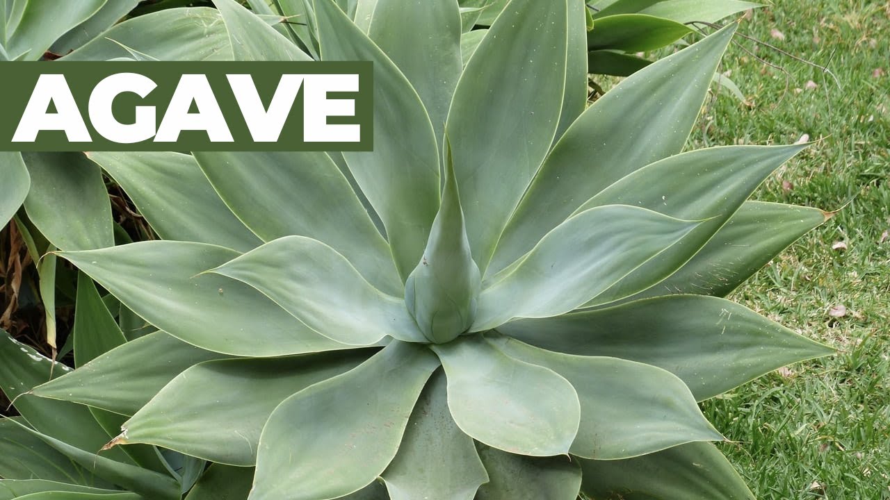 que es el agave y para que sirve