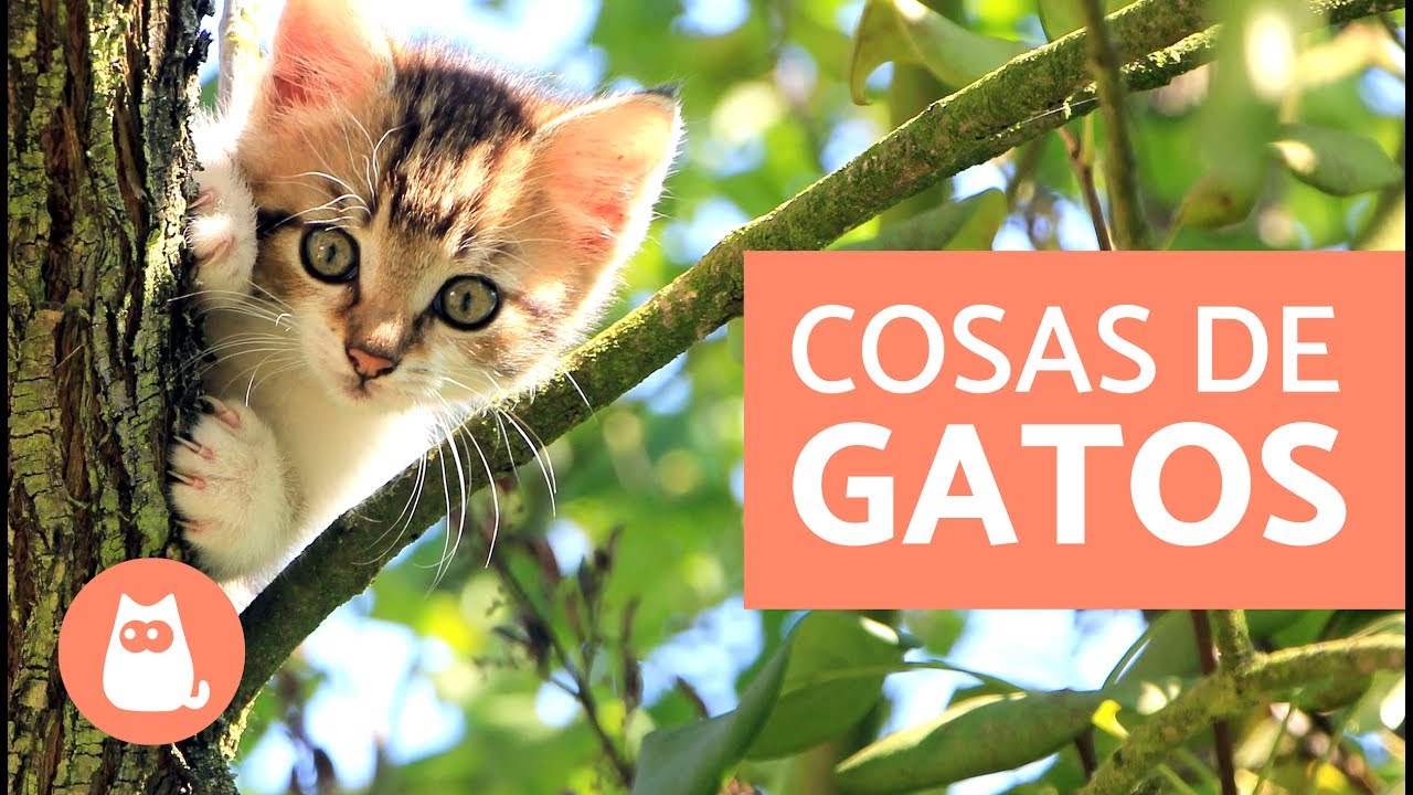 que les gusta a los gatos