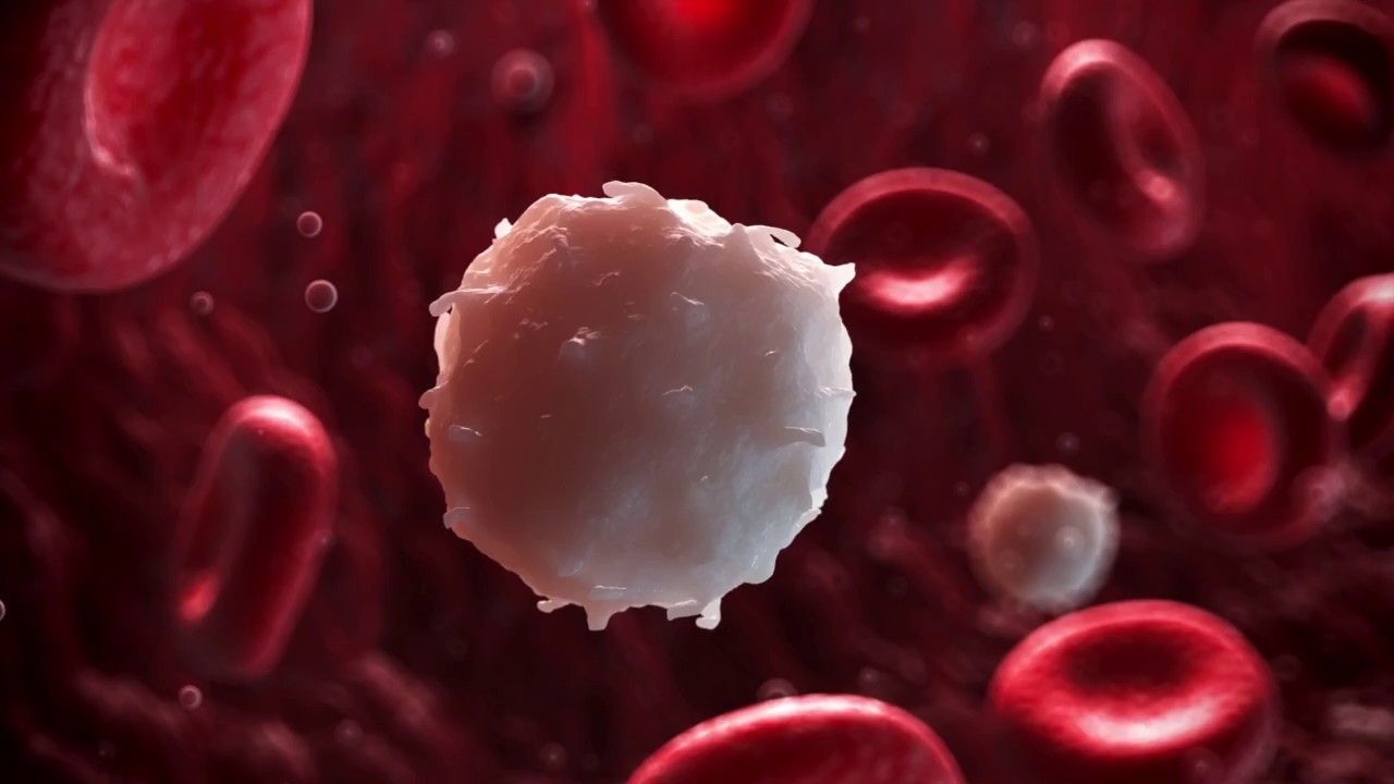 que pasa si tengo los leucocitos bajos