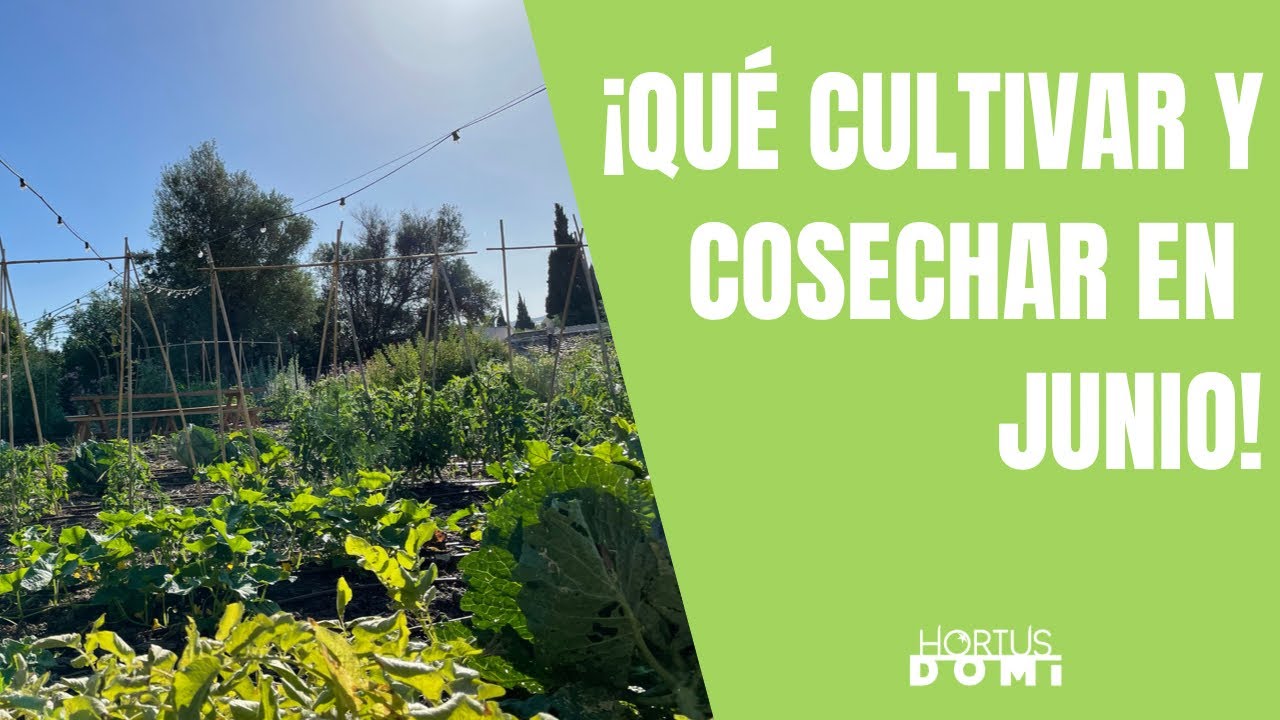 que plantar en junio en galicia