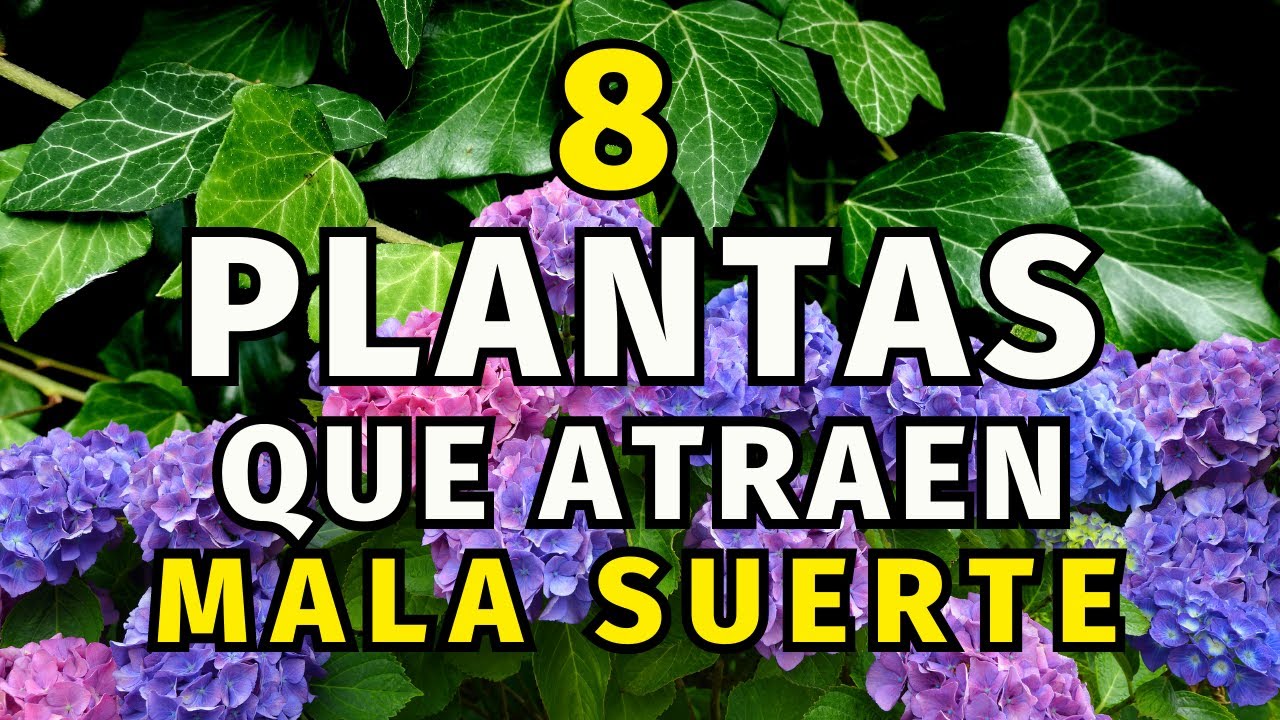 qué plantas dan mala suerte en la casa