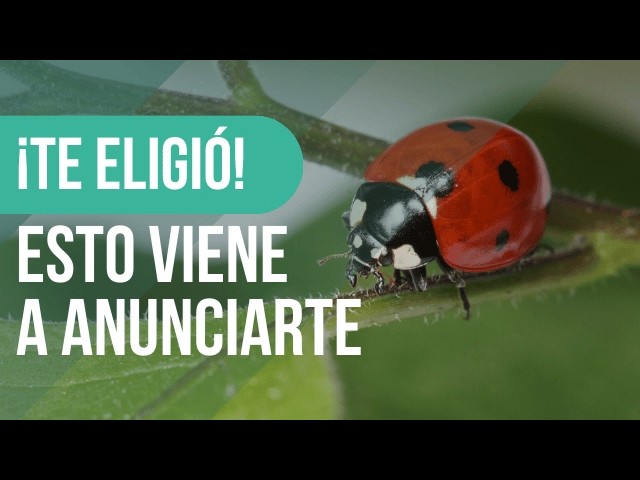 que significa ver una mariquita naranja