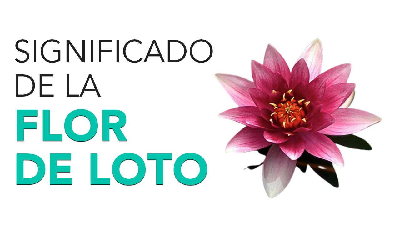 que significado tiene la flor de loto