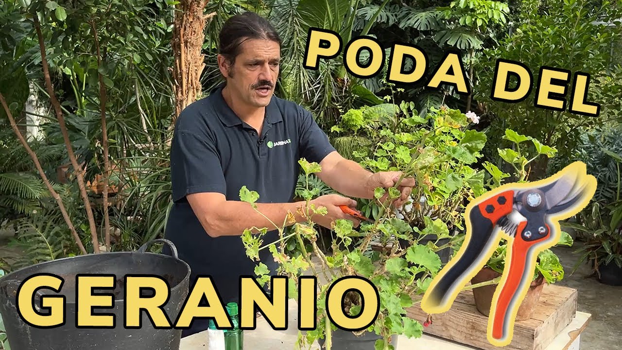 se pueden podar los geranios en verano