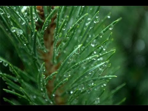 té de agujas de pino contraindicaciones