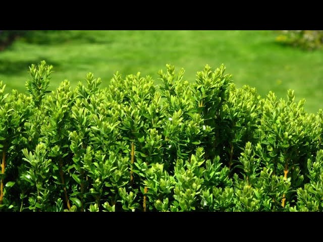 tipos de setos de hoja perenne