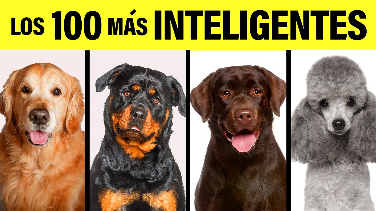 100 razas de perros mas inteligentes