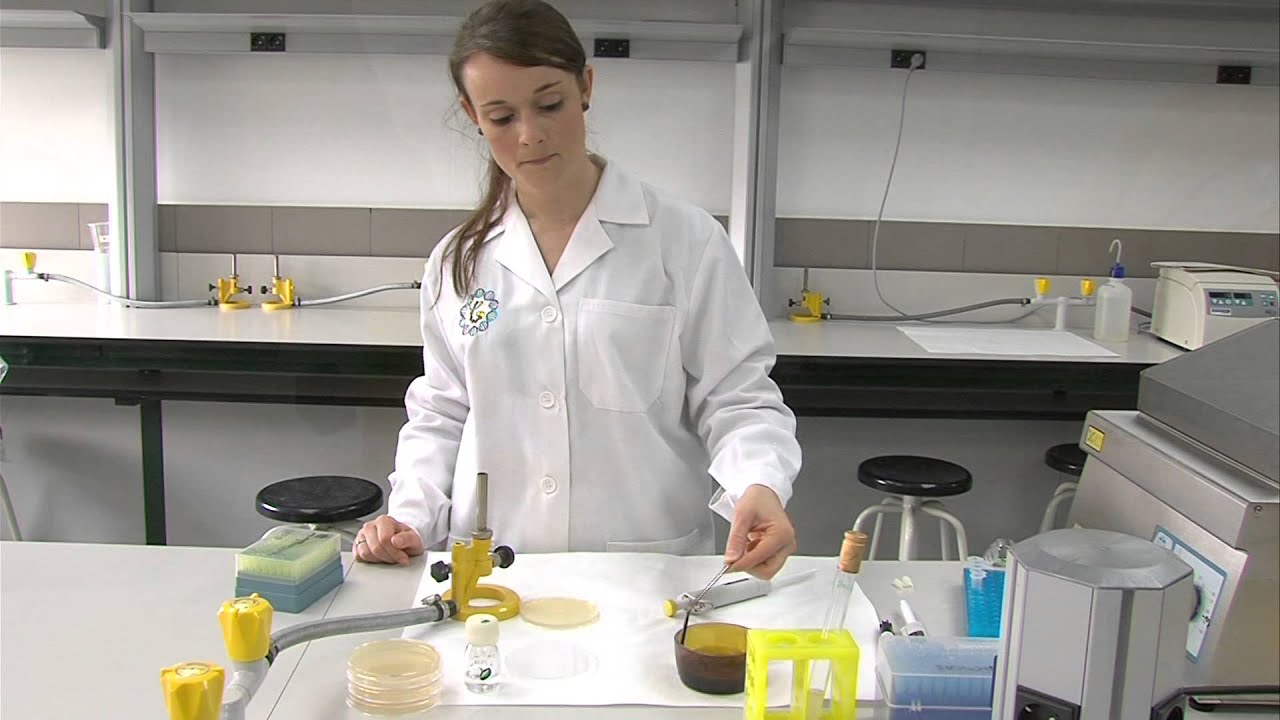 a qué temperatura se multiplican las bacterias