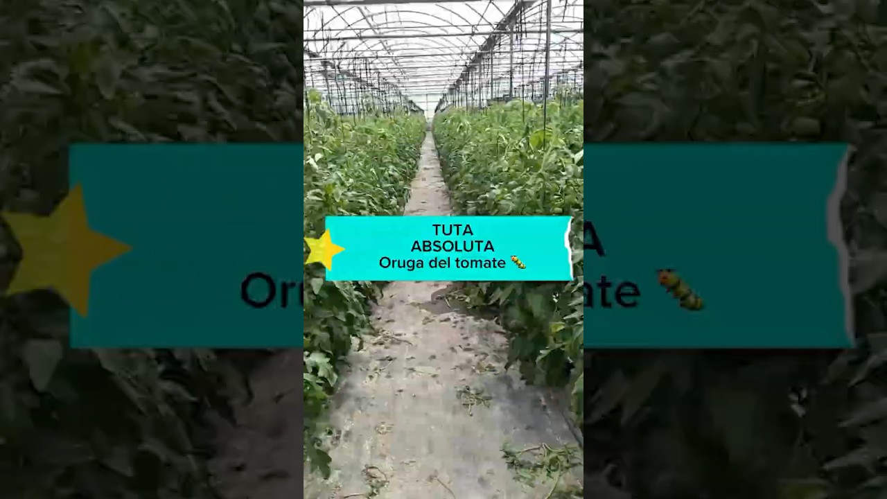 aceite de neem para la tuta