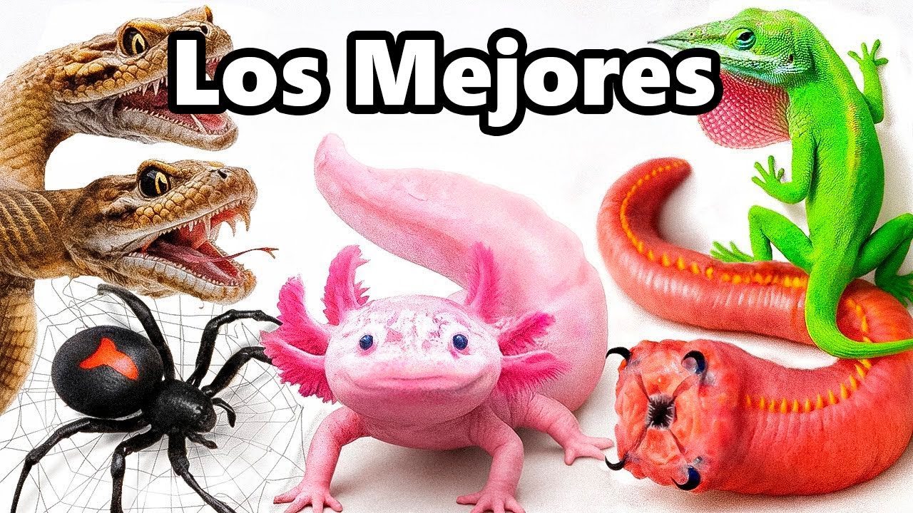 animales que puedas tener en casa