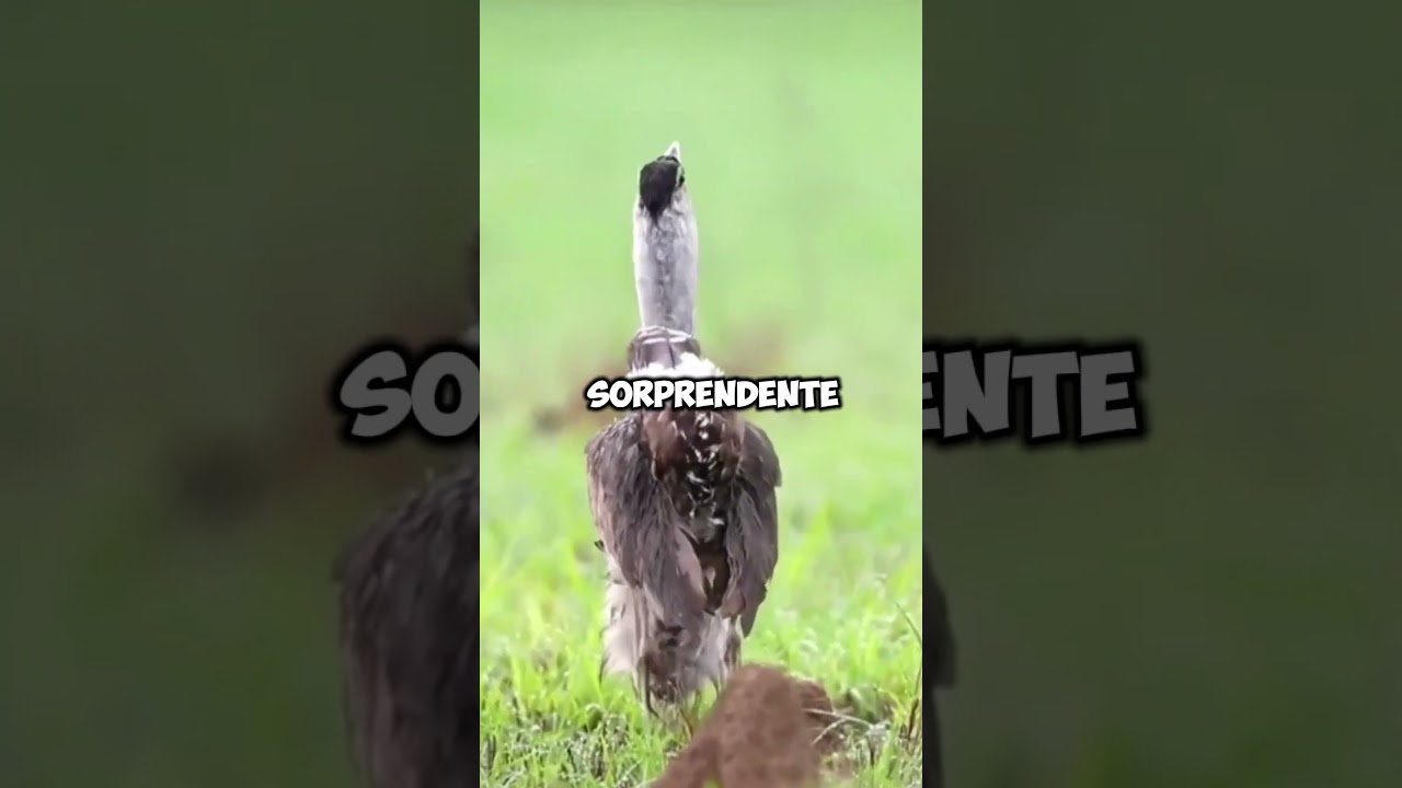 ave voladora más pesada del mundo