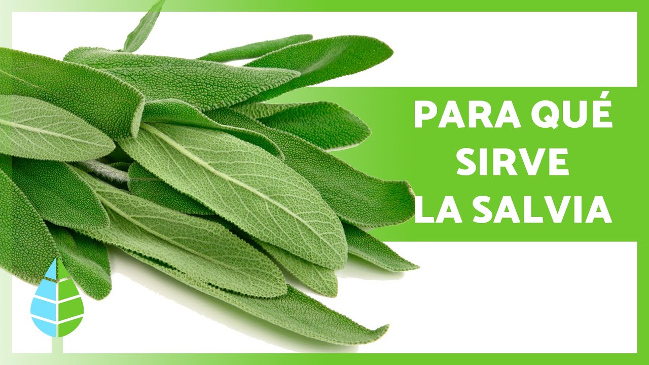 beneficios de la salvia en infusión