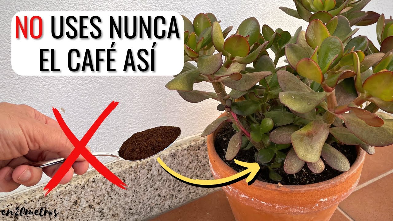 borras de cafe para las plantas