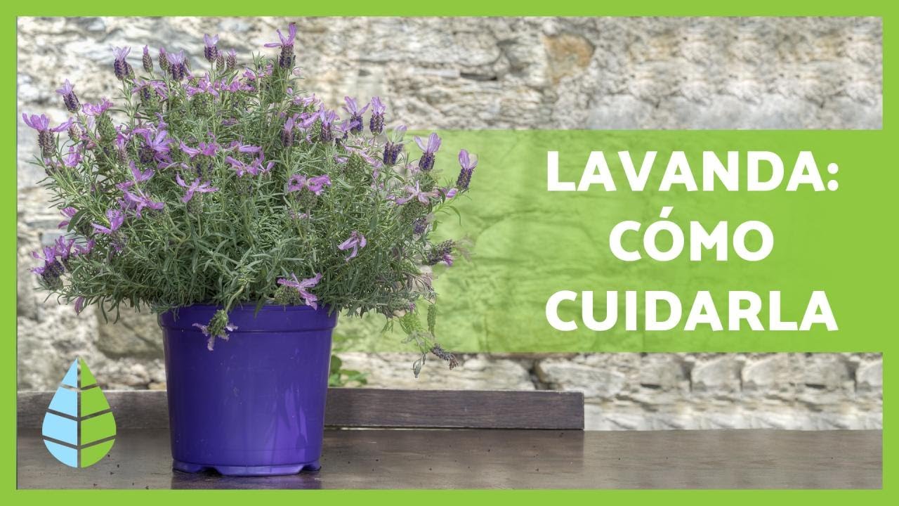 como cuidar una planta de lavanda