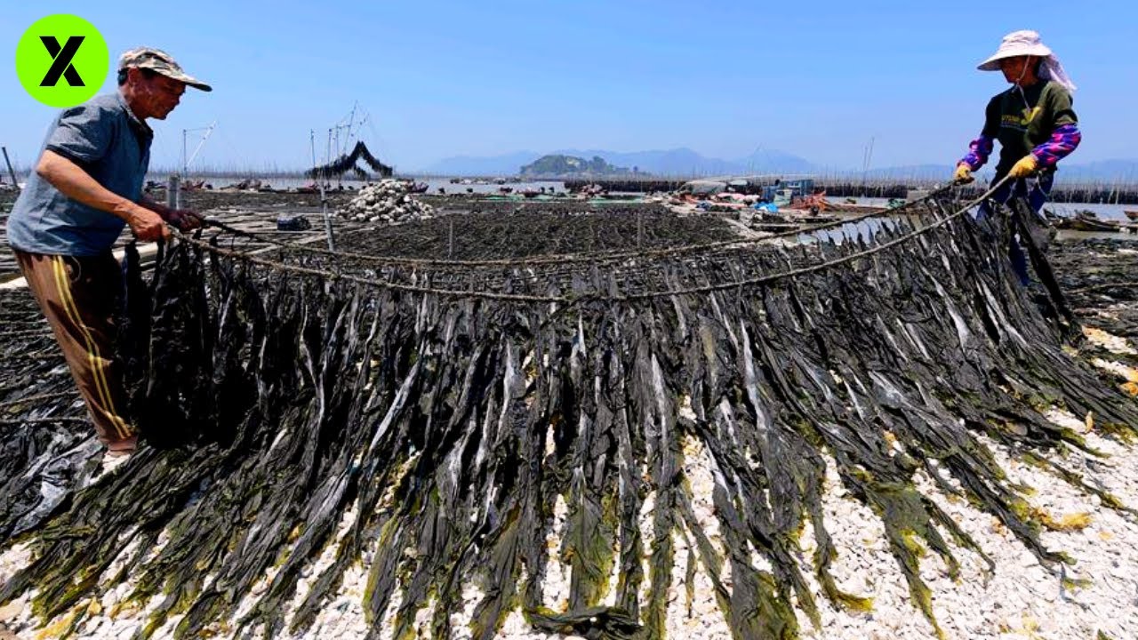 cómo se llama el alga del sushi