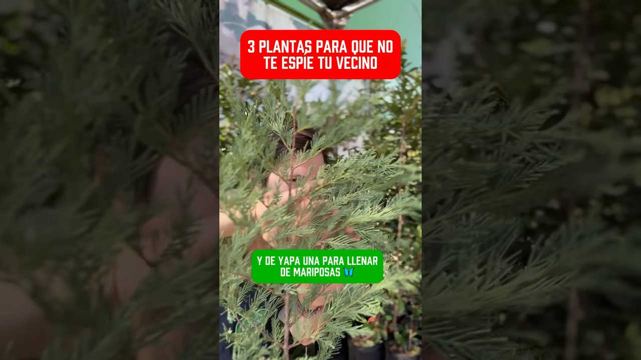 como tapar la vista del vecino