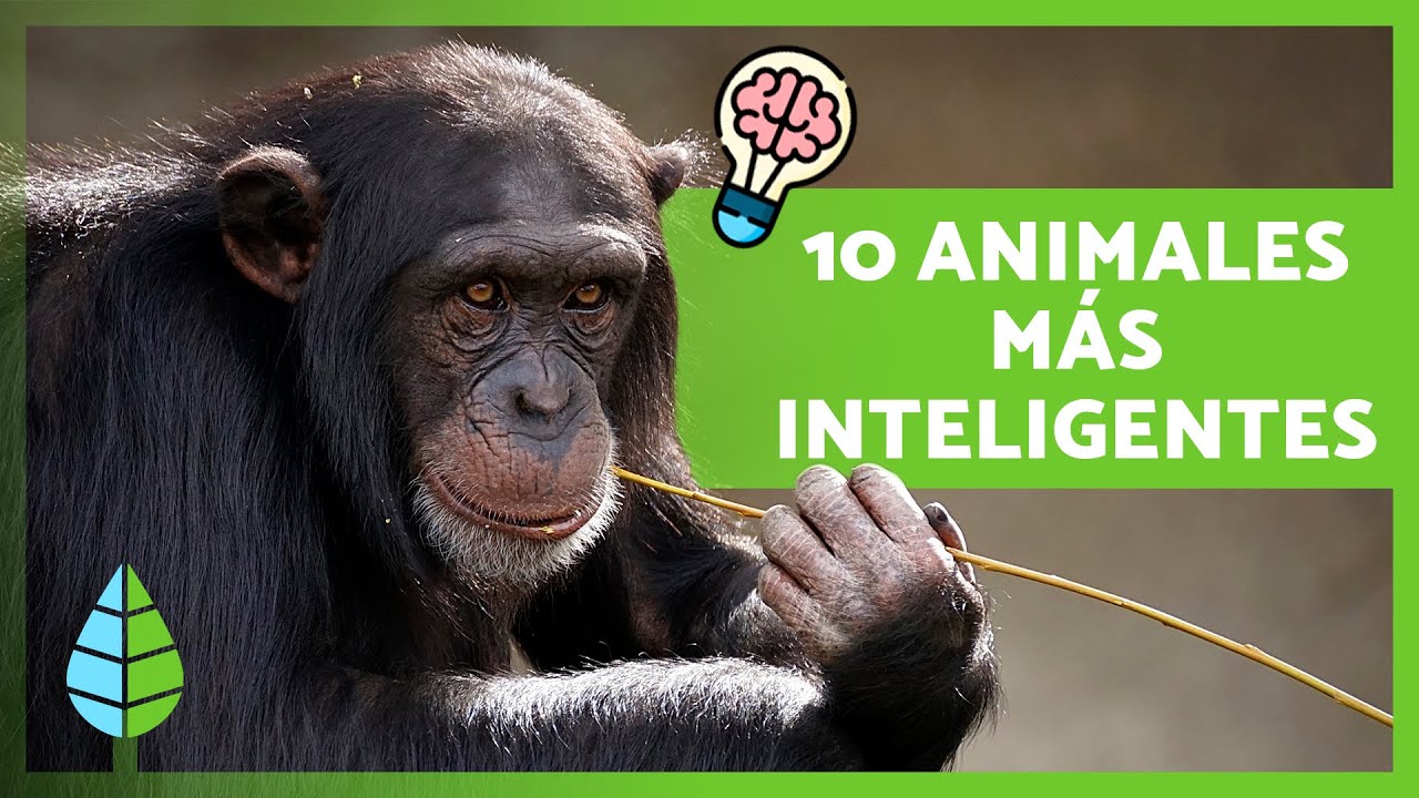 cual es el animal más inteligente del mundo