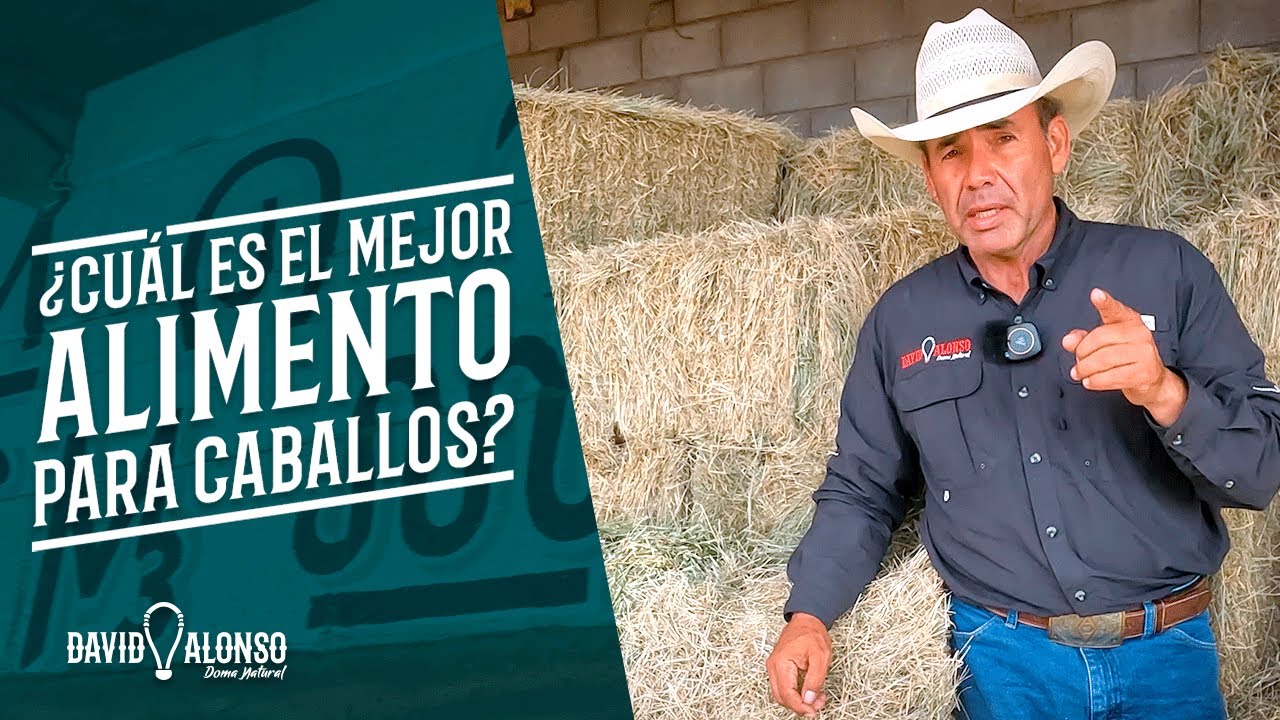 cual es el mejor pienso para caballos