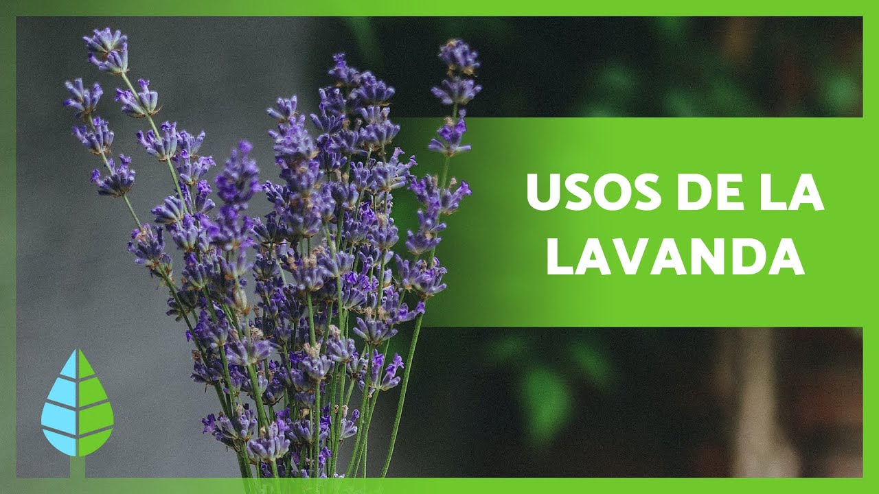 cuál es la flor de lavanda