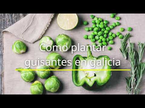 cuando se plantan los guisantes en galicia