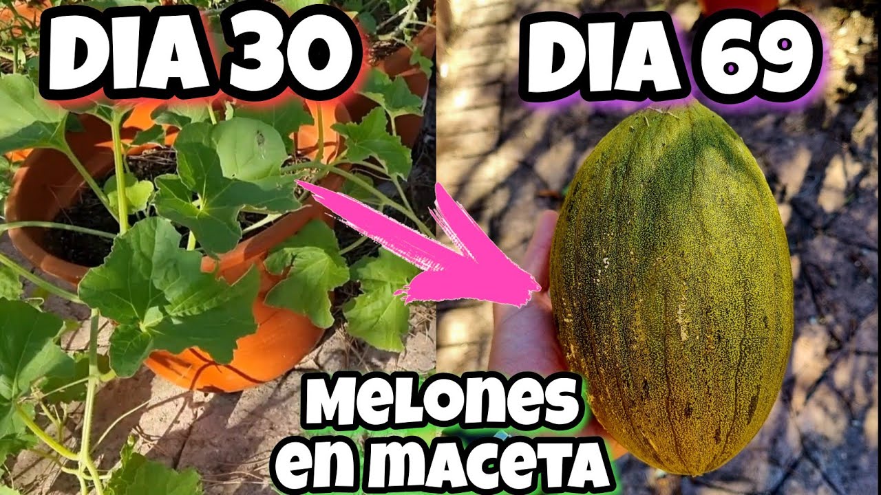 cuanto tarda en crecer un melon