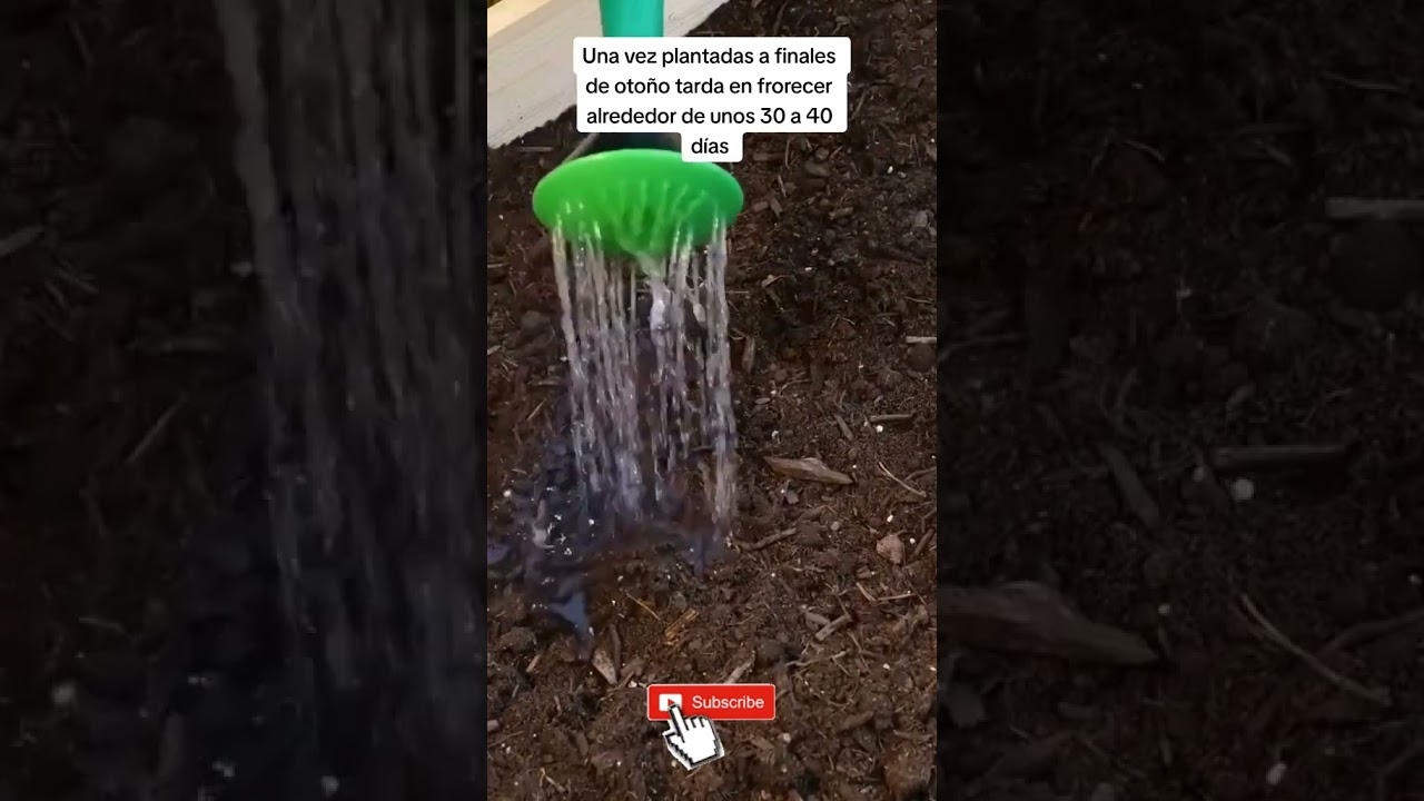 cuanto tardan en crecer las cebollas