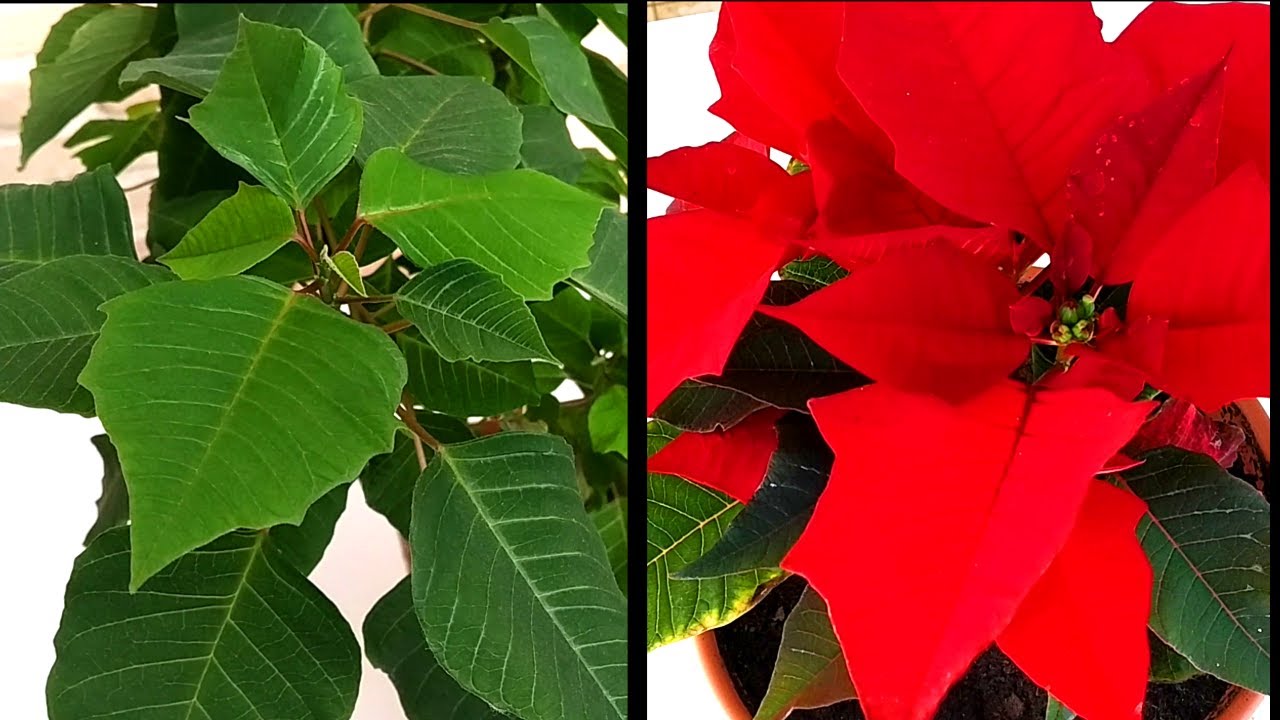 donde poner la flor de pascua en casa