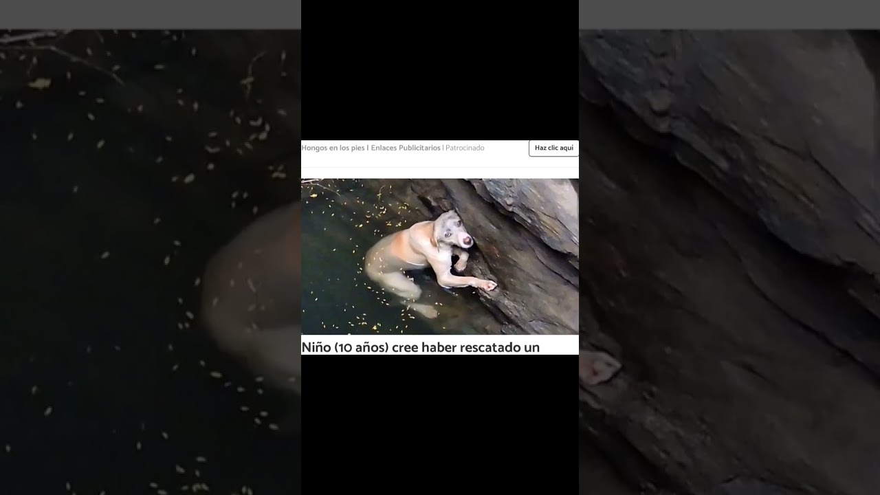 el limon es una fruta o verdura