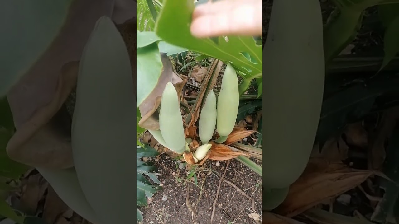 flor de la costilla de adan