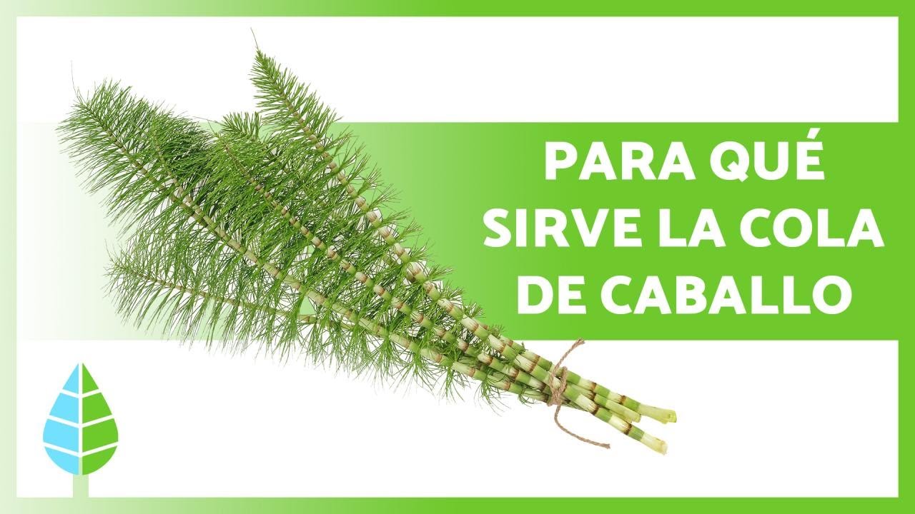 infusion cola de caballo propiedades y contraindicaciones