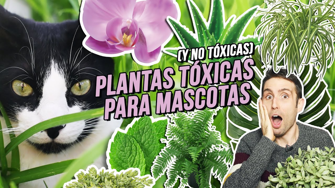 la hierbabuena es tóxica para los gatos