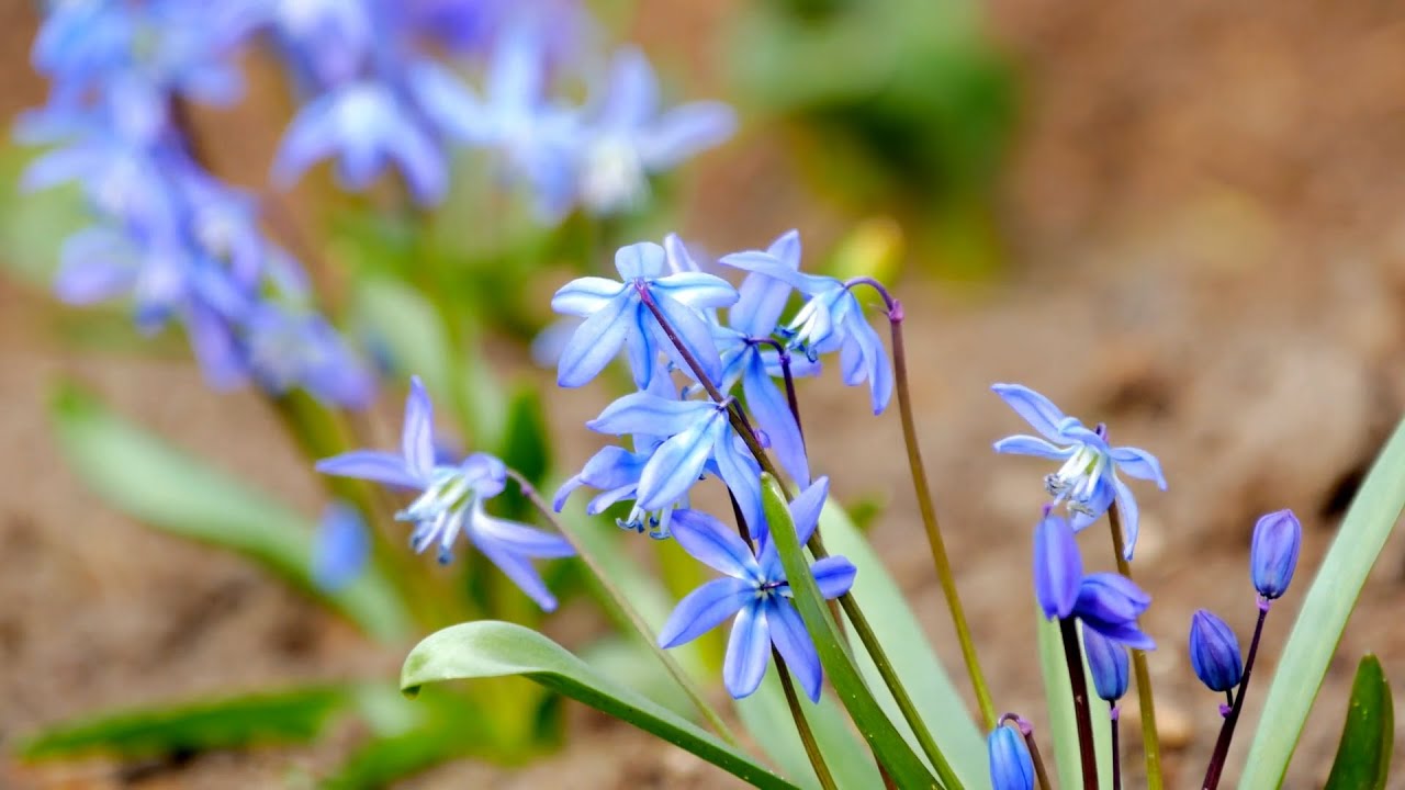 la primavera la sangre altera significado