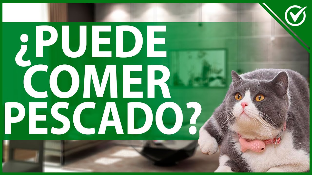 los gatos pueden comer pescado cocinado