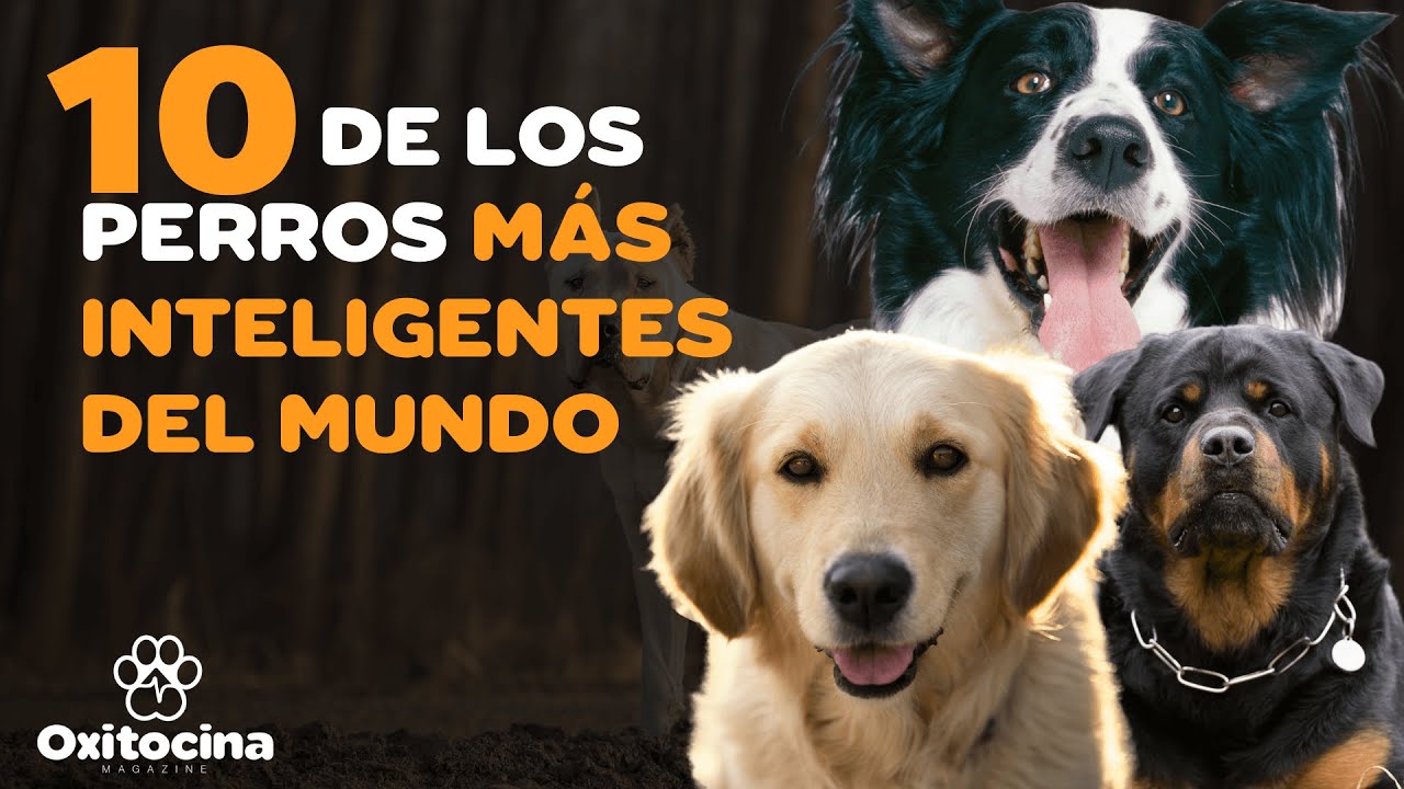 los perros mas inteligentes del mundo
