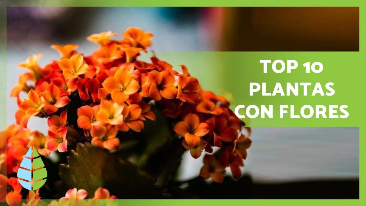 nombre de plantas de interior con flores