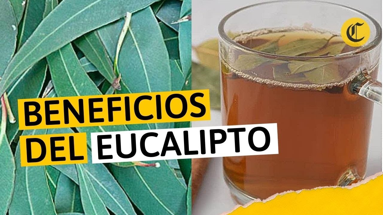 para que es bueno el eucalipto