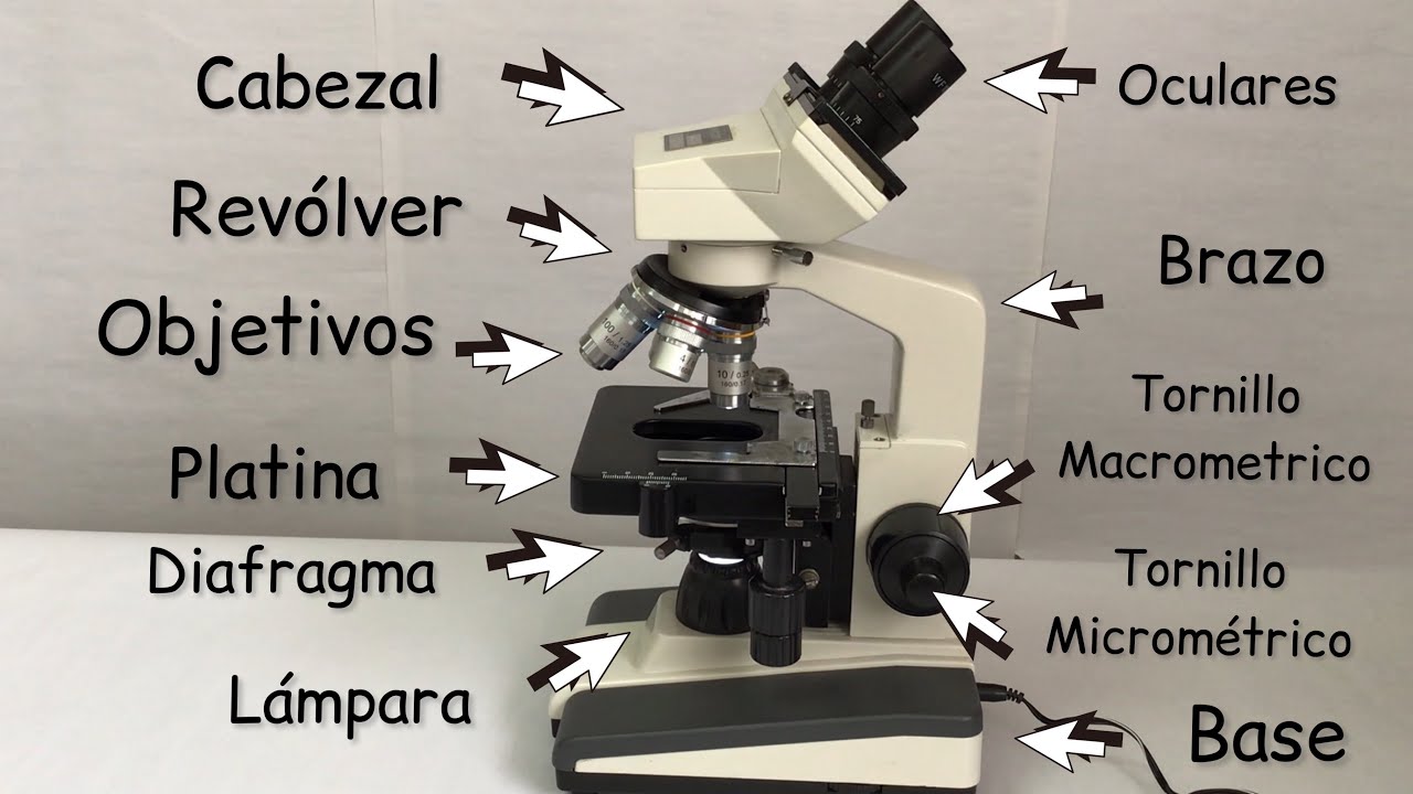 partes de un microscopio en catalan