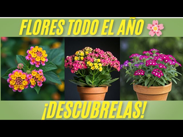 plantas de exterior con flor todo el año en maceta