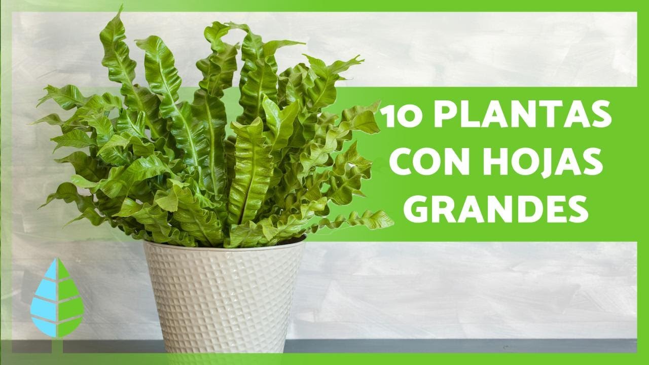 plantas de hojas grandes para exterior