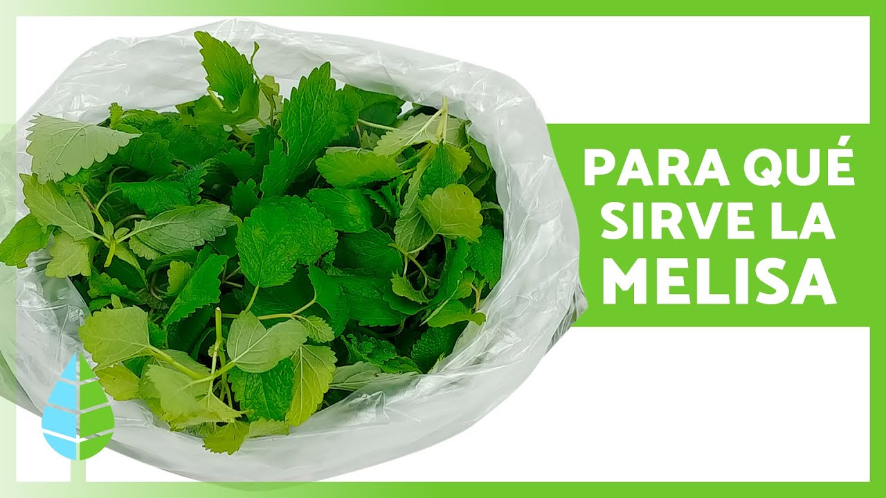 propiedades de la melisa en infusión