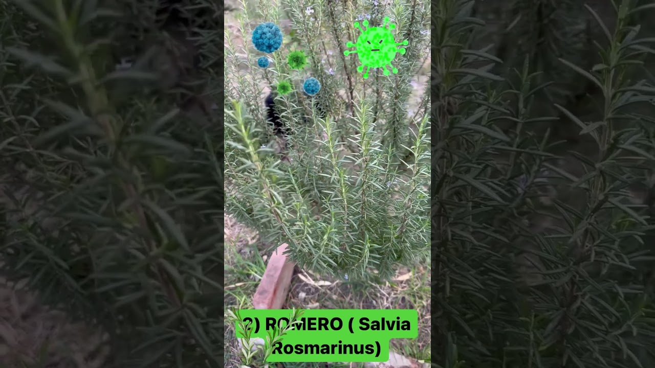 que infusion va bien para el resfriado